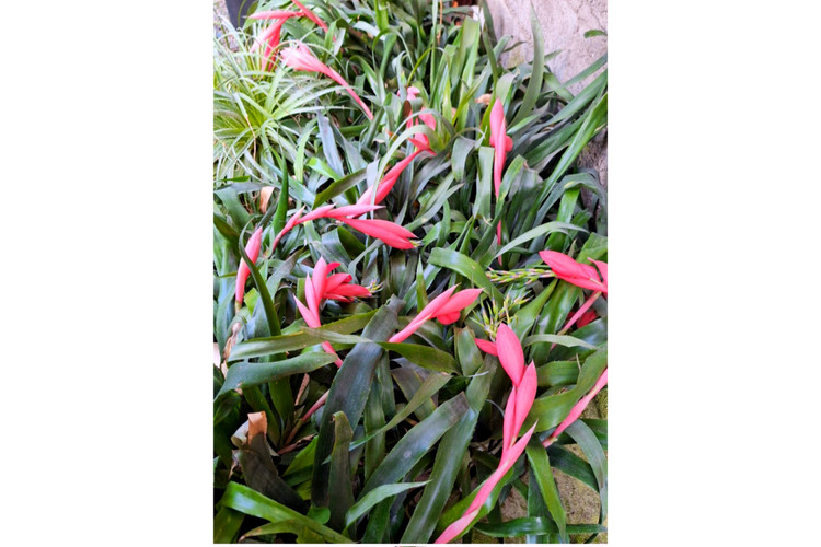 بیلبرجیا پر بوته و گلدار
