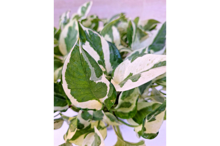 پتوس ارتشی سایز بزرگ آویزدار برگ درشت گلدون ۷ گلخونه ای