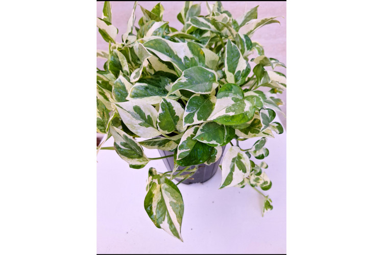 پتوس ارتشی سایز بزرگ آویزدار برگ درشت گلدون ۷ گلخونه ای