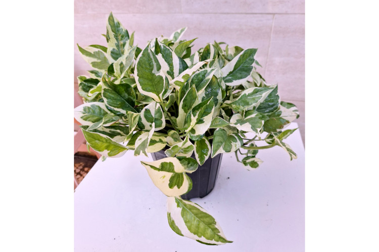 پتوس ارتشی سایز بزرگ آویزدار برگ درشت گلدون ۷ گلخونه ای