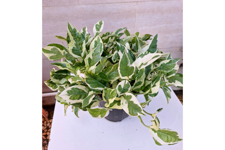 پتوس ارتشی سایز بزرگ آویزدار برگ درشت گلدون ۷ گلخونه ای