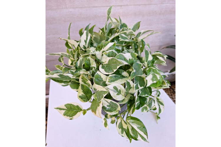پتوس ارتشی سایز بزرگ آویزدار برگ درشت گلدون ۷ گلخونه ای