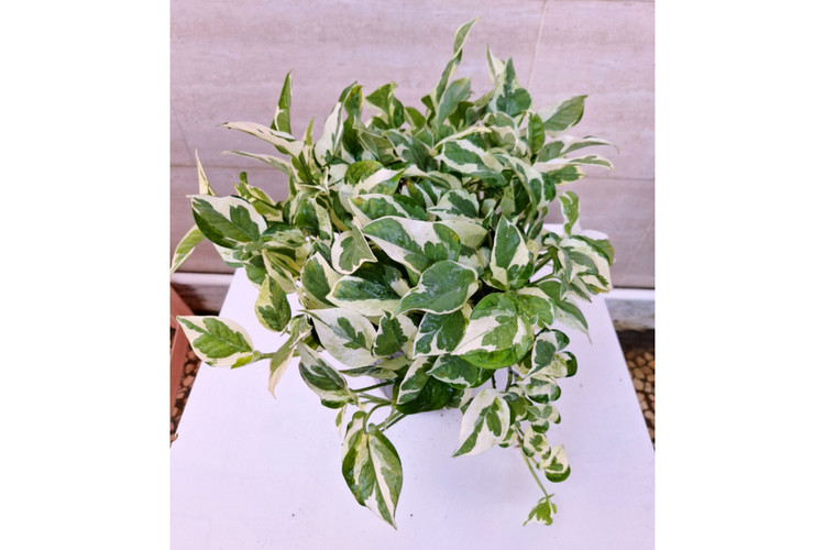 پتوس ارتشی سایز بزرگ آویزدار برگ درشت گلدون ۷ گلخونه ای