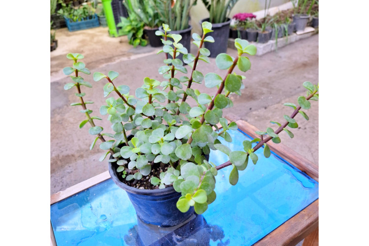 کراسولا خرفه ای