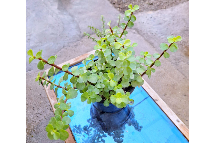 کراسولا خرفه ای