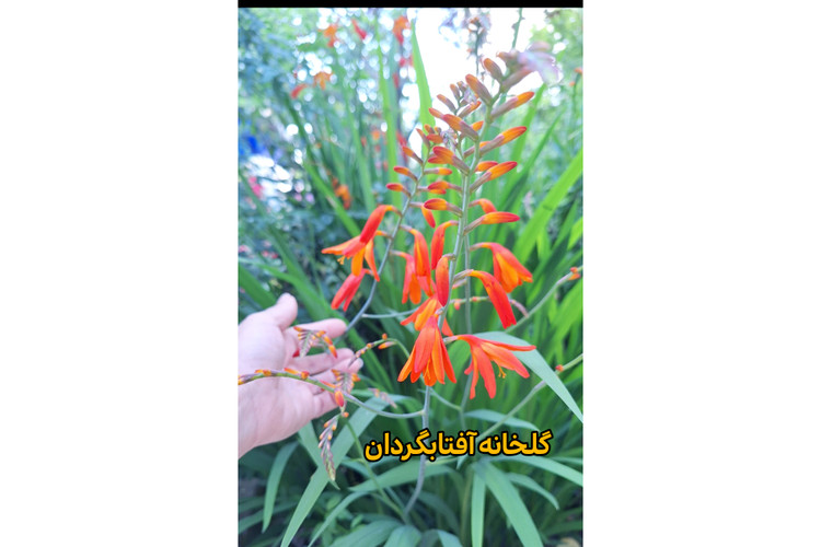 پک پنج عددی پیاز بالغ زنبق زعفرانی