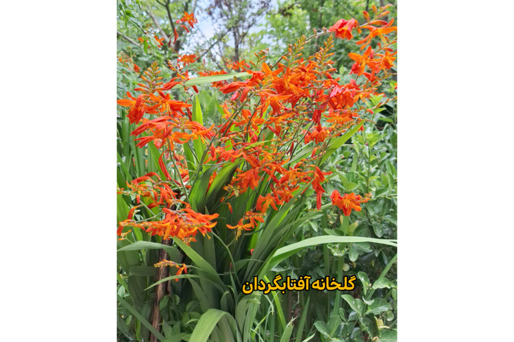 پک پنج عددی پیاز بالغ زنبق زعفرانی
