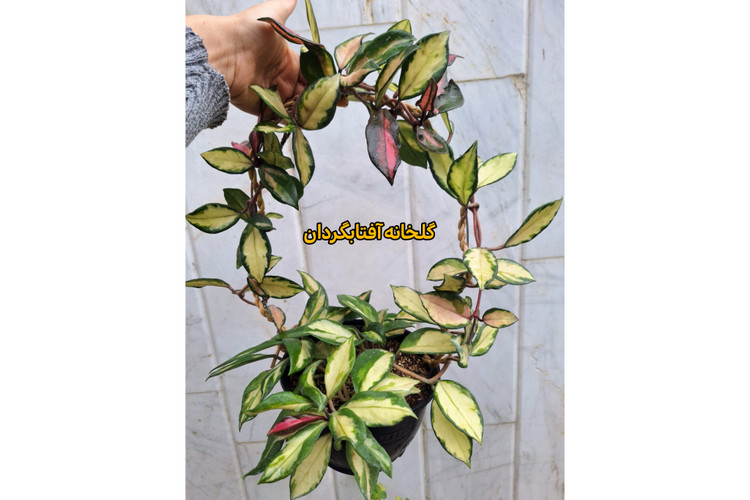 هویا پرنسس تری کالر