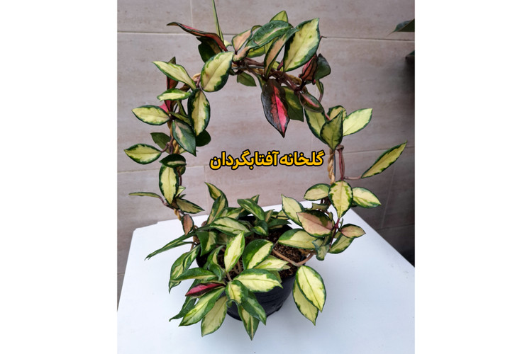 هویا پرنسس تری کالر