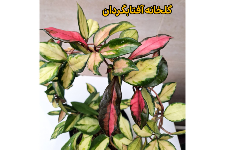 هویا پرنسس تری کالر