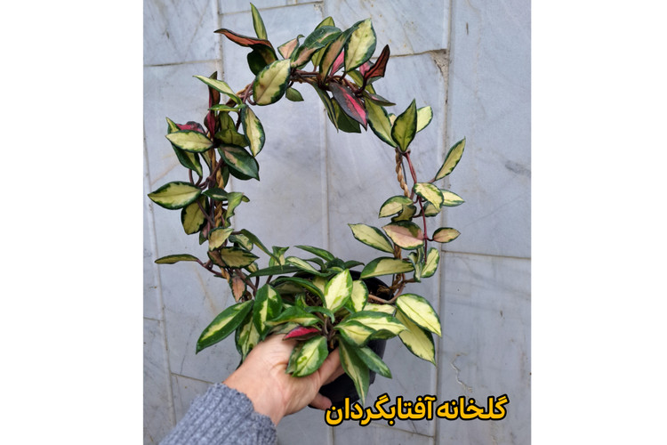 هویا پرنسس تری کالر