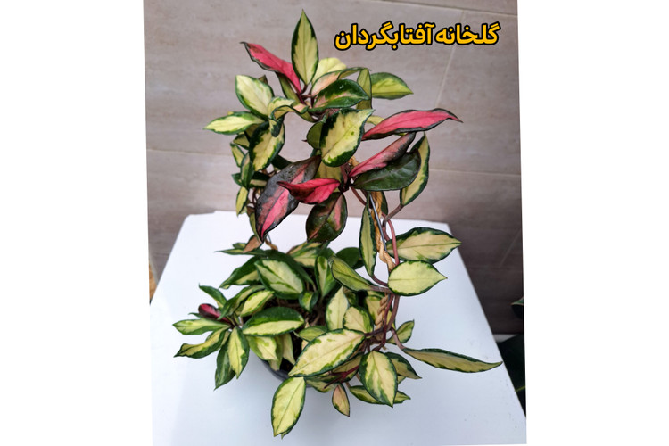 هویا پرنسس تری کالر