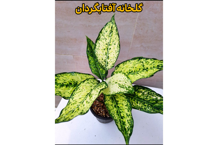 آگلونما برفی بوته بالغ مادری گلدان 14 مشکی