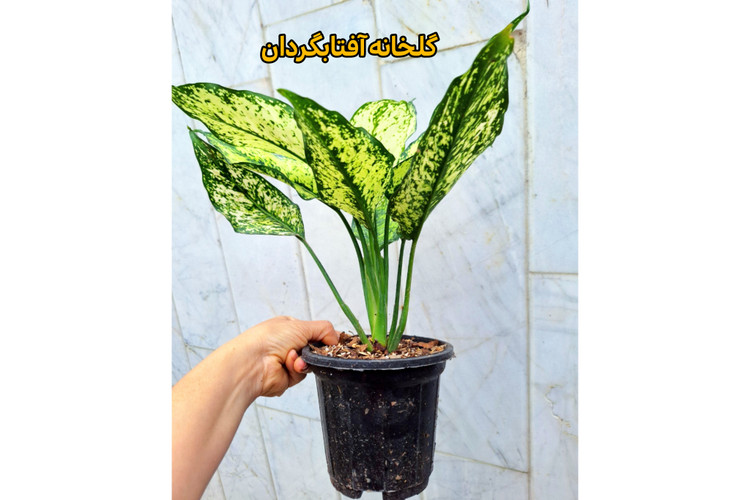 آگلونما برفی بوته بالغ مادری گلدان 14 مشکی