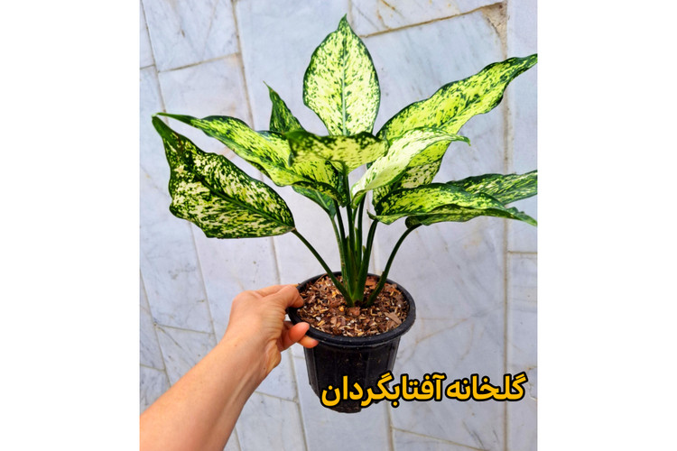آگلونما برفی بوته بالغ مادری گلدان 14 مشکی
