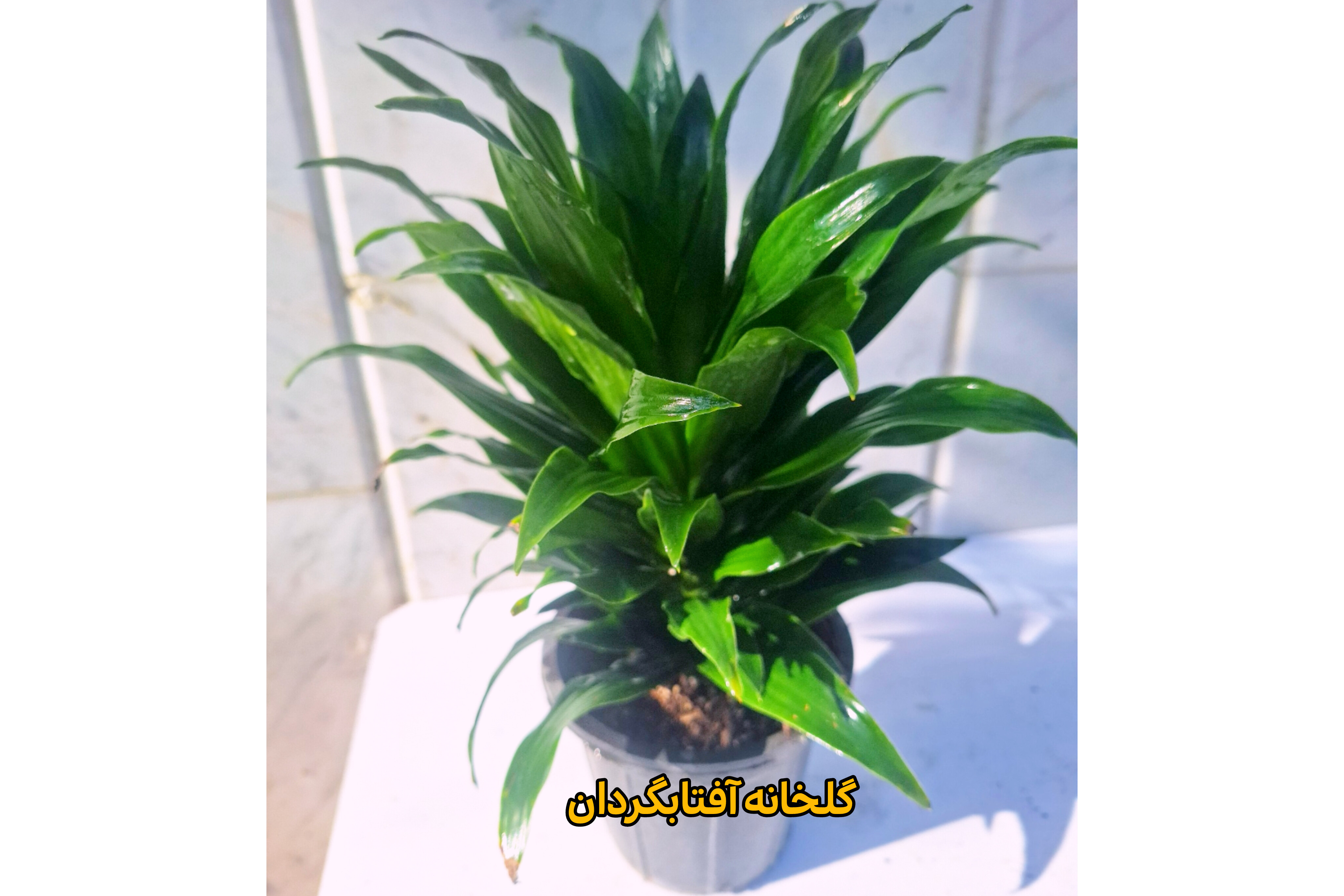 تصویر دراسنا کامپکت 