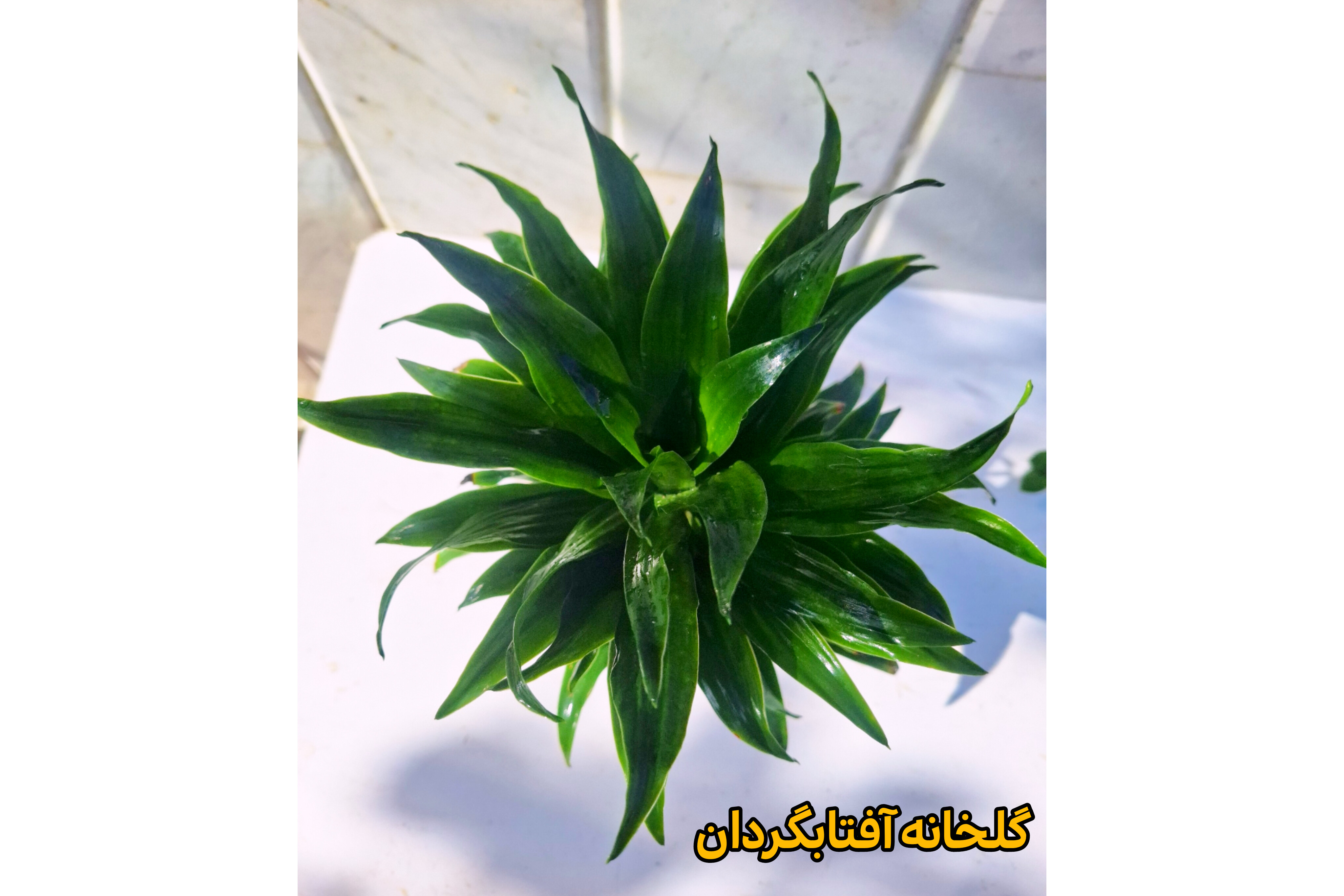 تصویر دراسنا کامپکت 