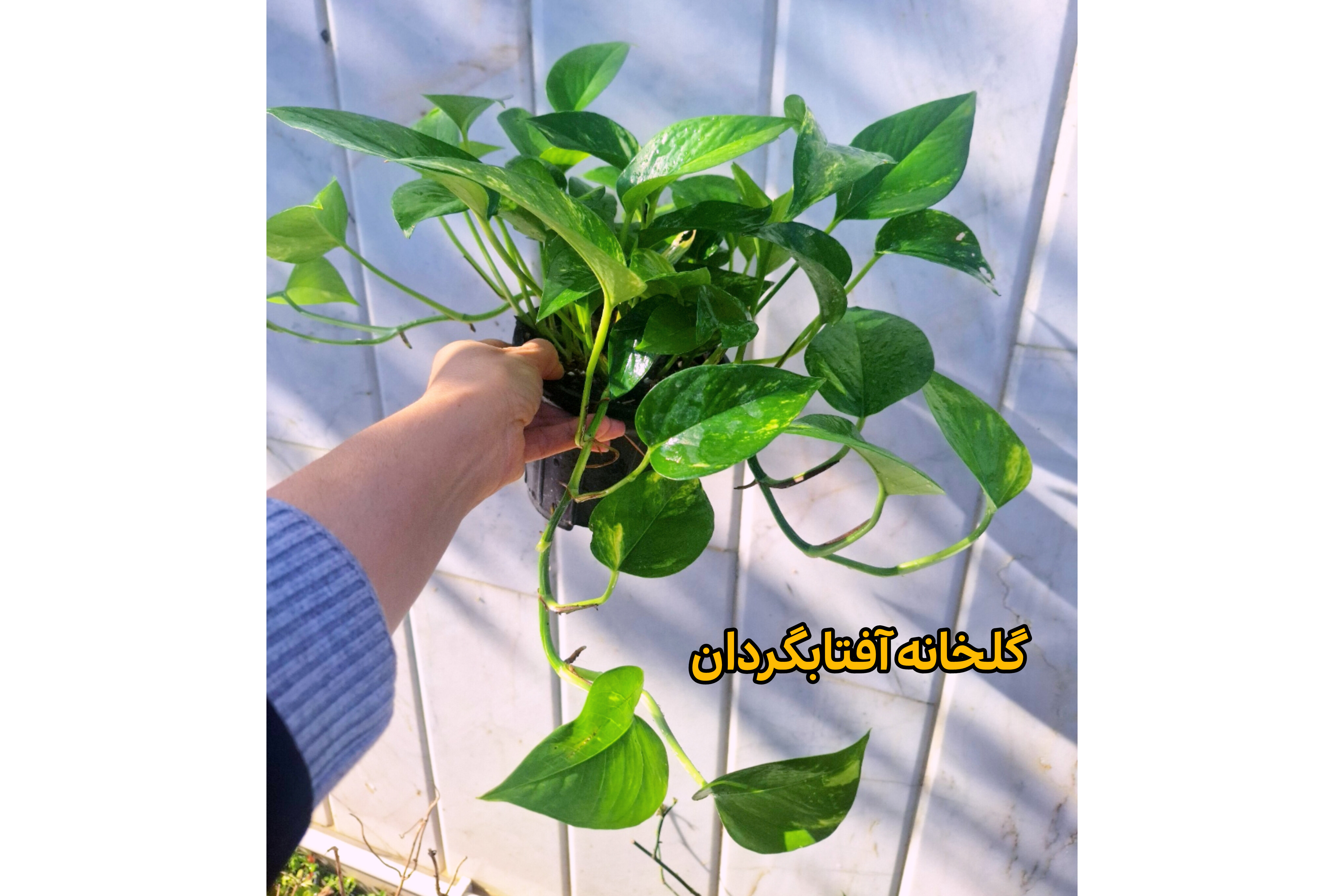 تصویر پتوس ابلق آویز گلدان 14 