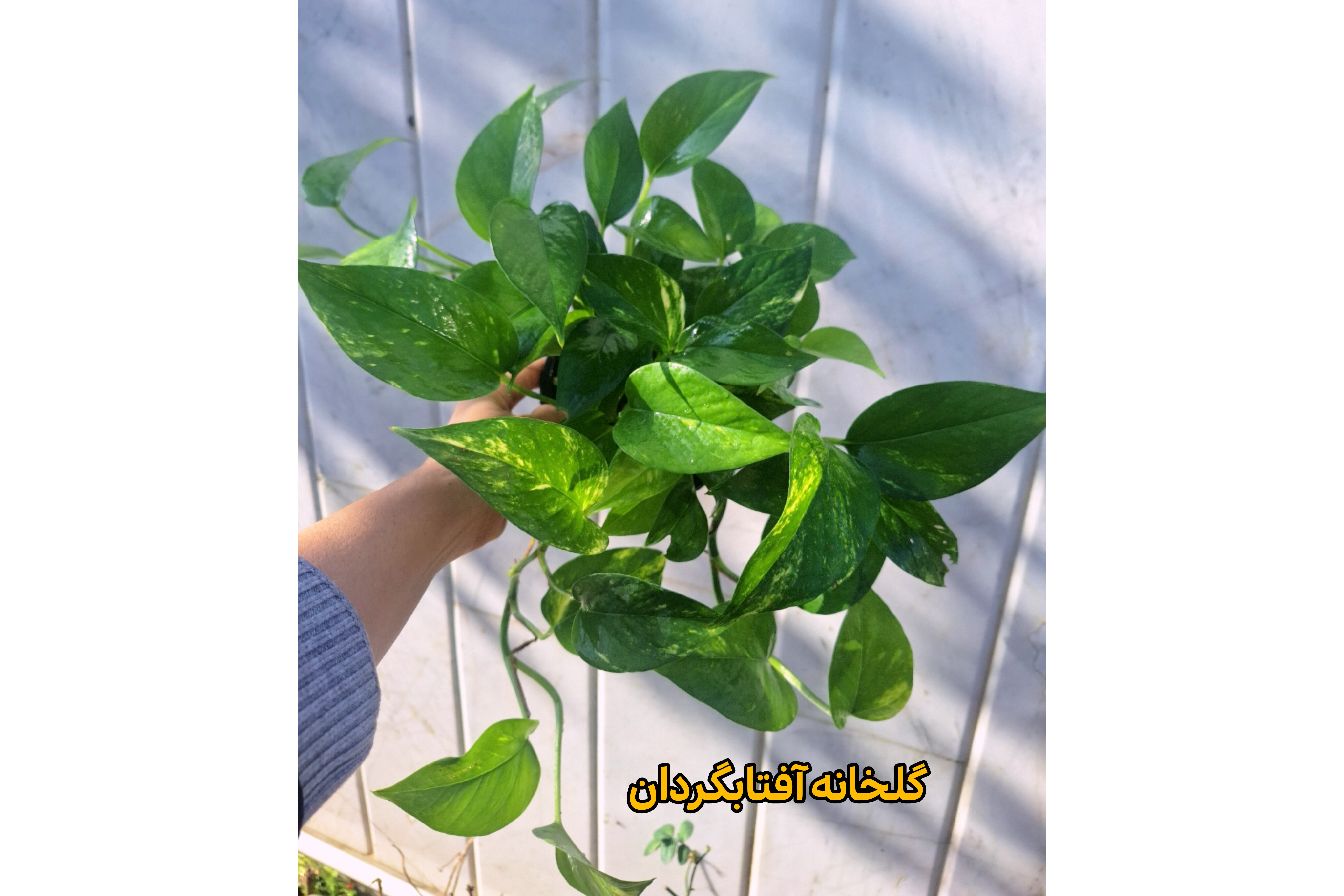 تصویر پتوس ابلق آویز گلدان 14 