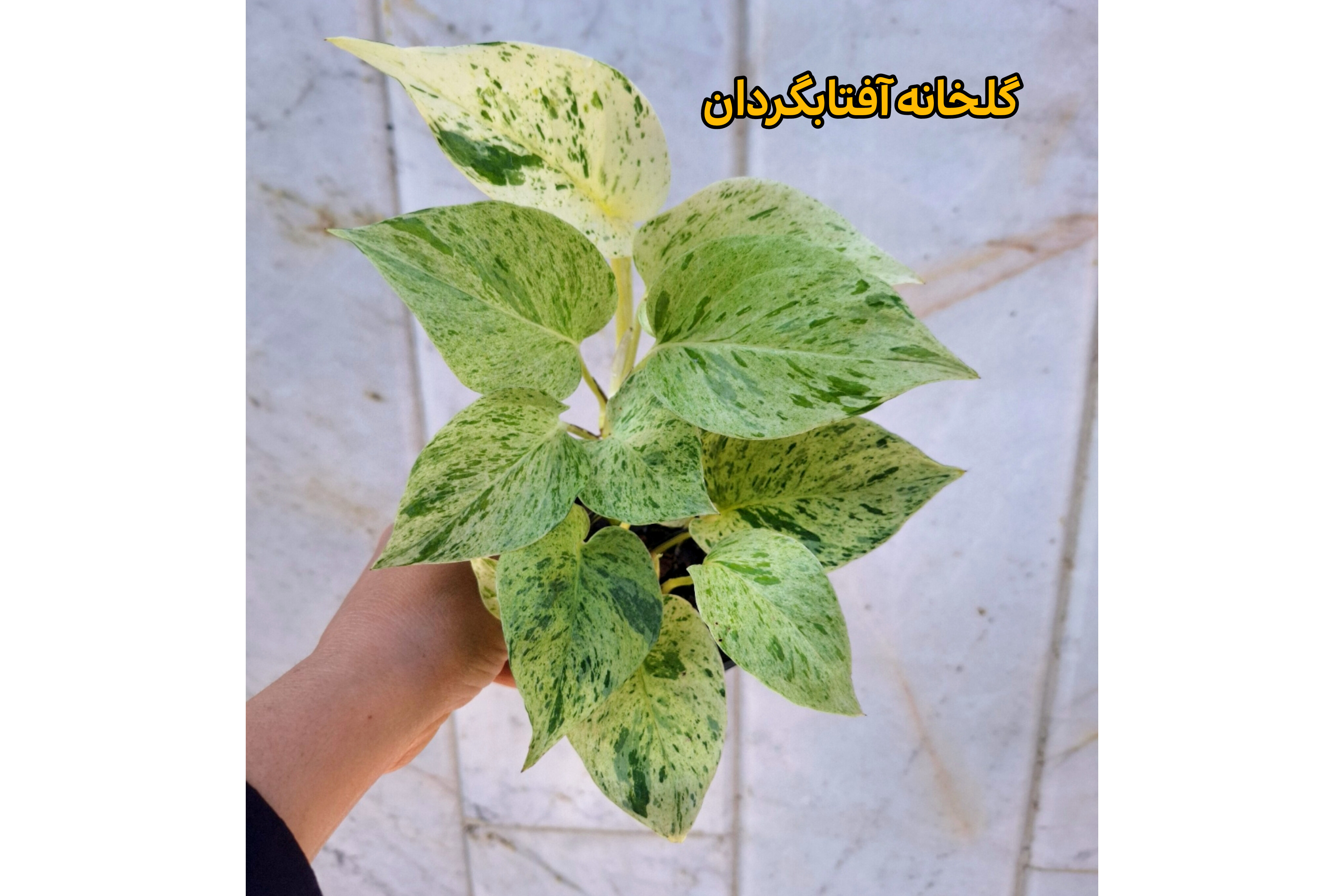 تصویر پتوس مرمری هلندی 