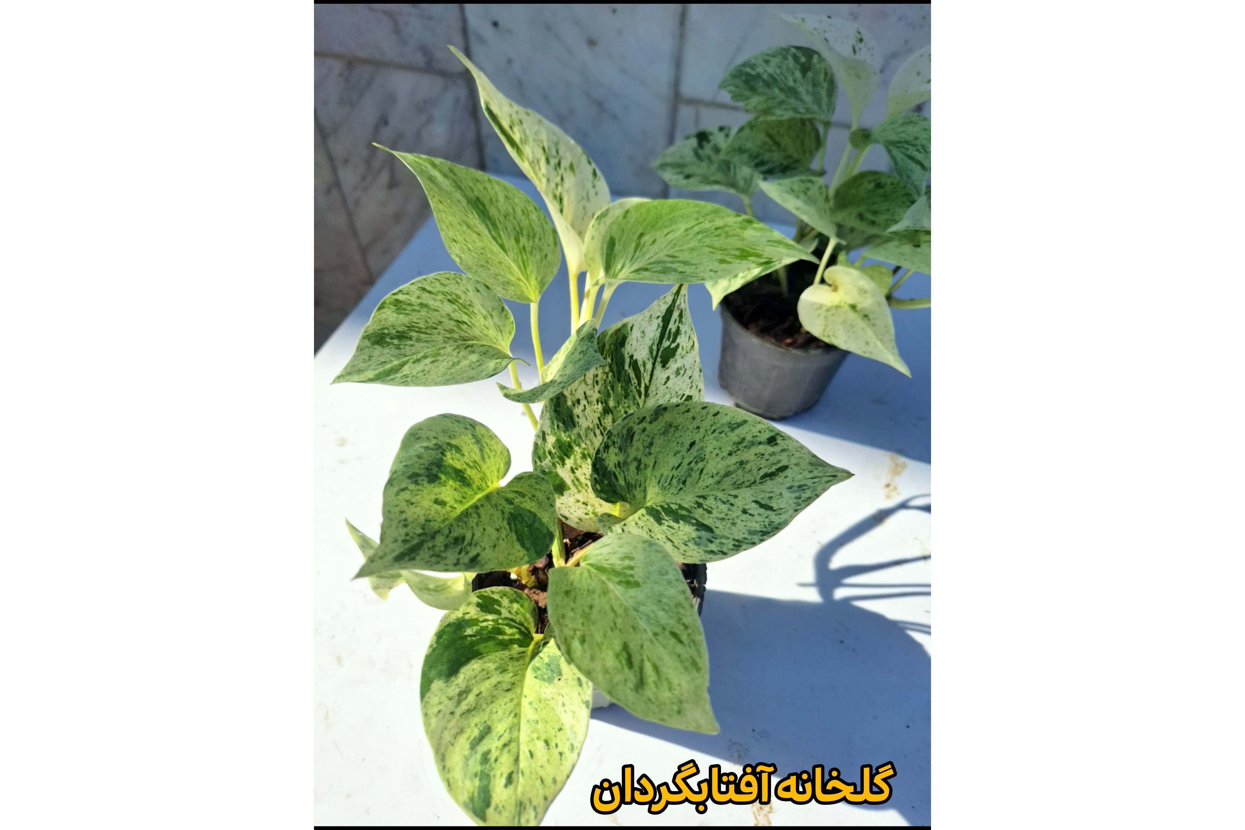 تصویر پتوس مرمری هلندی 