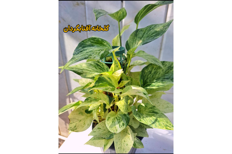 پتوس مرمری قیم دار برگ پهن
