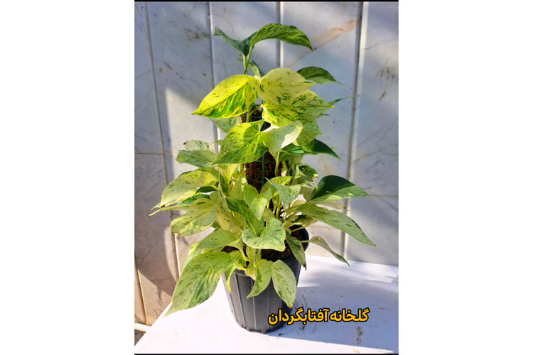 پتوس مرمری قیم دار برگ پهن