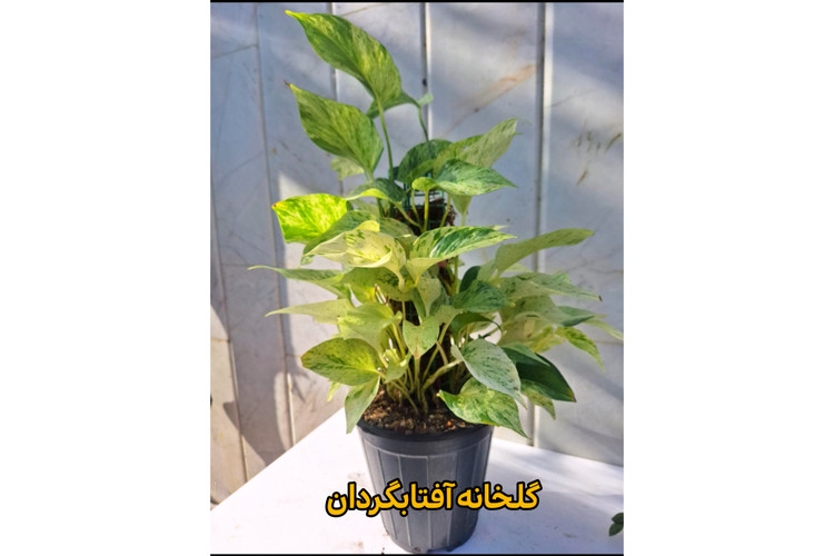 پتوس مرمری قیم دار برگ پهن