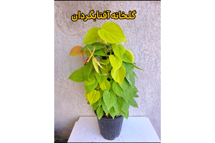 اسکاندیس طلایی قیمدار 80 سانتی