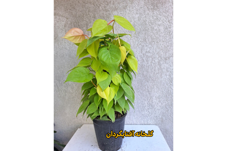 اسکاندیس طلایی قیمدار 80 سانتی