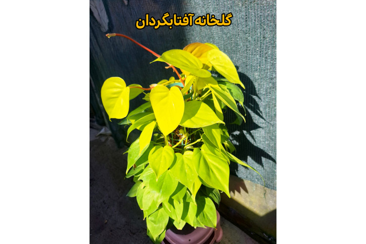 اسکاندیس طلایی قیمدار 80 سانتی