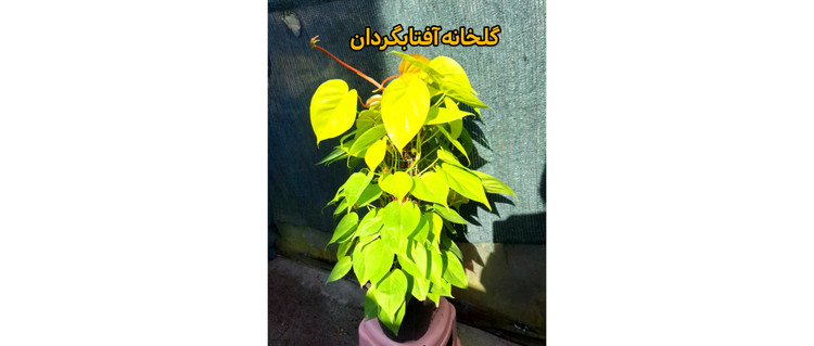 اسکاندیس طلایی قیمدار 80 سانتی