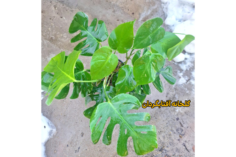 برگ انجیری پنجه شیری چند بوته