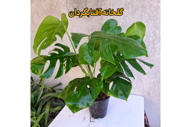 برگ انجیری پنجه شیری چند بوته