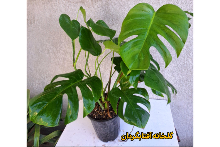 برگ انجیری پنجه شیری چند بوته