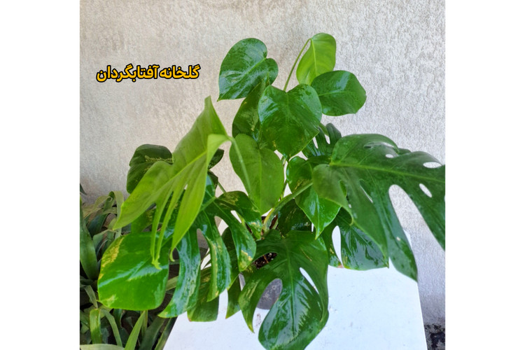 برگ انجیری پنجه شیری چند بوته