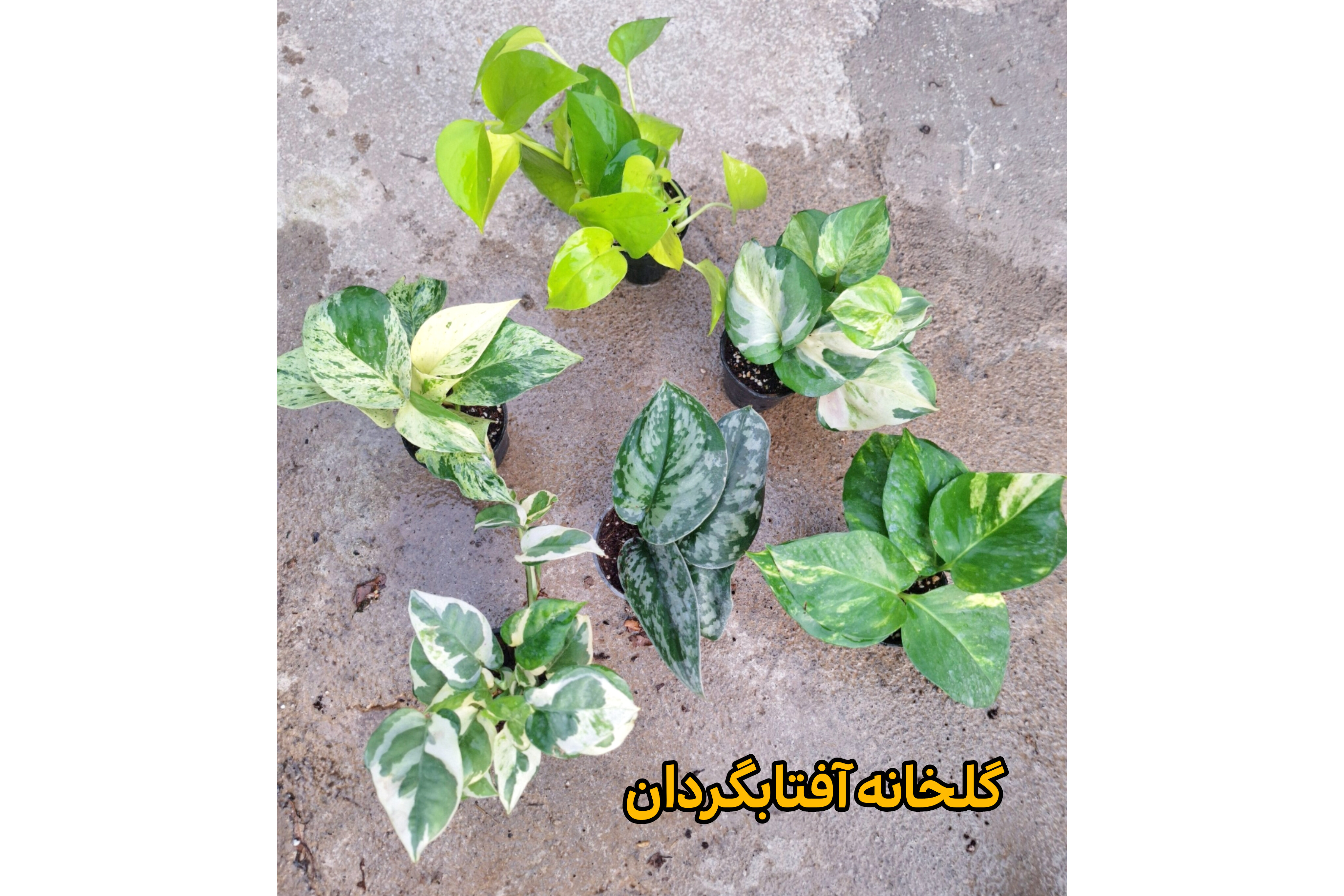 پک شش عددی از انواع پتوسها سایز نشایی