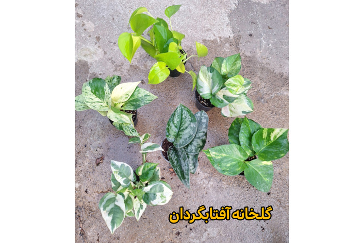 پک شش عددی از انواع پتوسها سایز نشایی