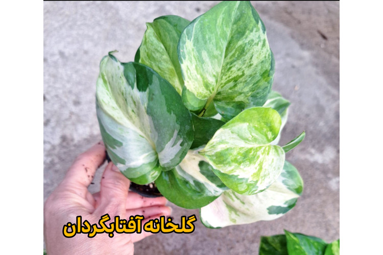 پک شش عددی از انواع پتوسها سایز نشایی