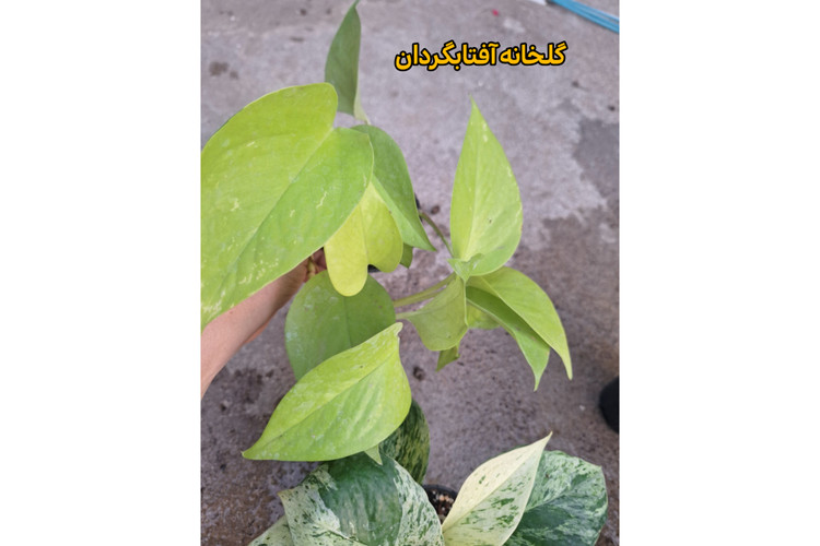 پک شش عددی از انواع پتوسها سایز نشایی