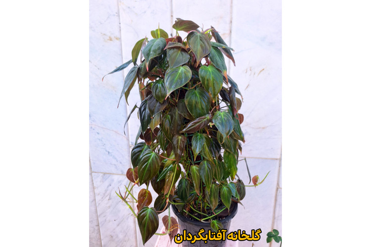اسکاندیس مکانز قیم دار