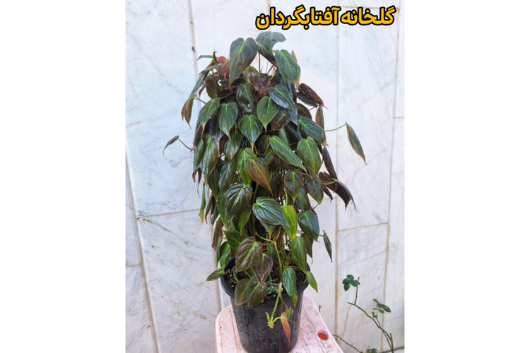 اسکاندیس مکانز قیم دار