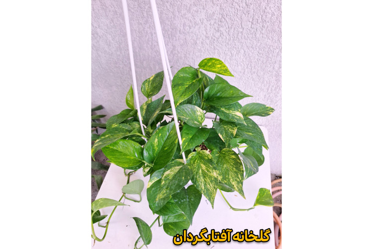 پتوس ابلق پر شاخه و آویز بلند گلدان 4