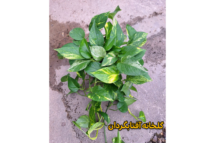پتوس ابلق پر شاخه و آویز بلند گلدان 4