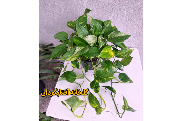 پتوس ابلق پر شاخه و آویز بلند گلدان 4