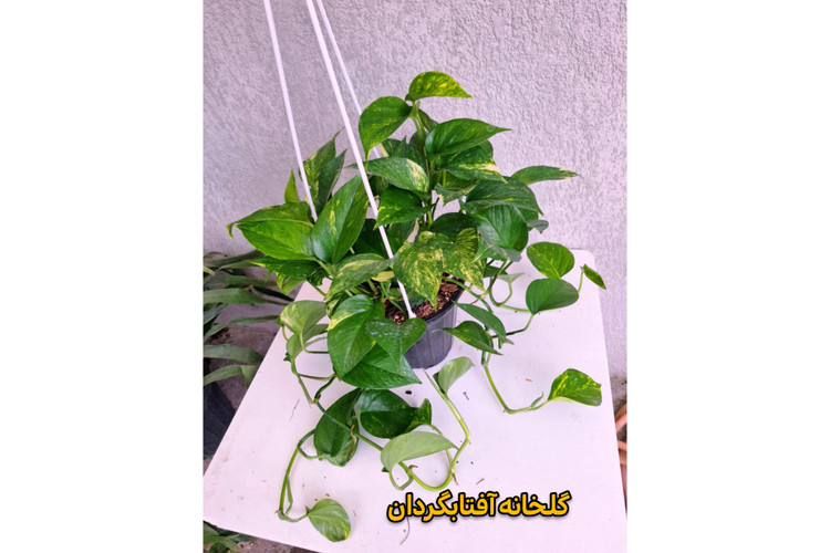 پتوس ابلق پر شاخه و آویز بلند گلدان 4