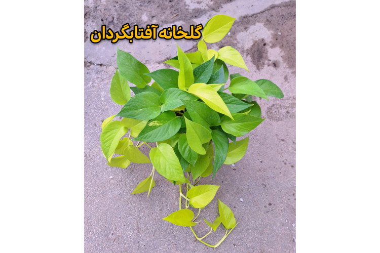 پتوس نئون آویز دار و پر شاخه گلدان 4