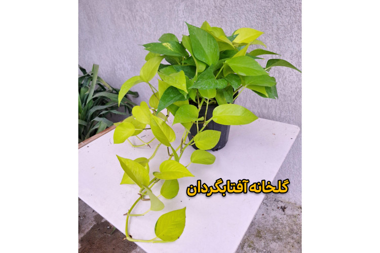 پتوس نئون آویز دار و پر شاخه گلدان 4