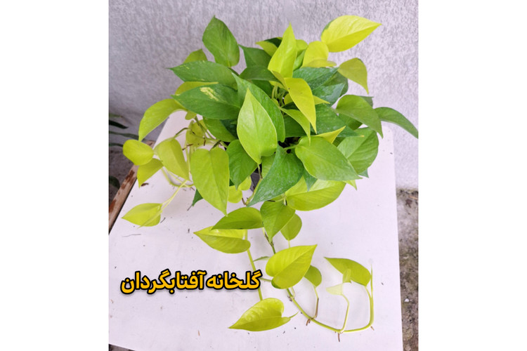 پتوس نئون آویز دار و پر شاخه گلدان 4