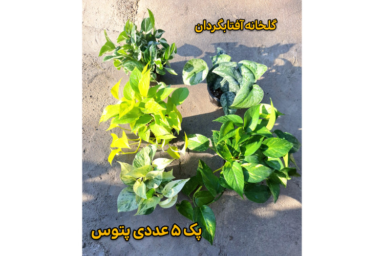 پک پنج عددی انواع پتوس سایزگلدان 14